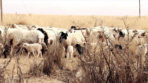 青海省茫崖市 牧民春季生产忙 接羔保育 喜羊羊