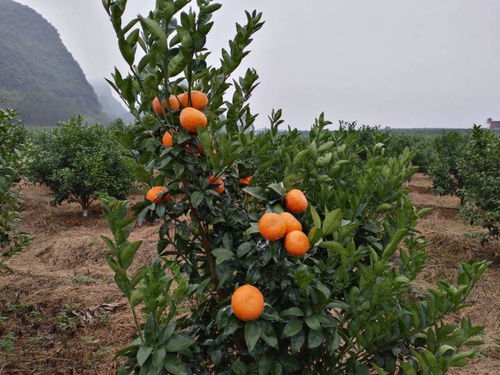 目前最好吃的4个品种柑橘,柑橘中最好吃的是哪个品种？