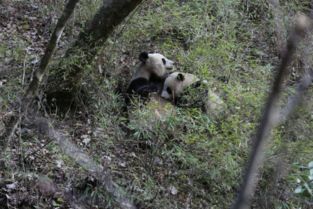 佛坪首次拍摄到秦岭大熊猫野外哺乳温情瞬间 组图 