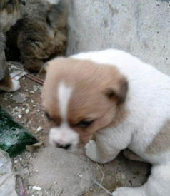 夹缝处发现一窝流浪狗狗,准备援手救助时,却被狗妈妈吓一跳
