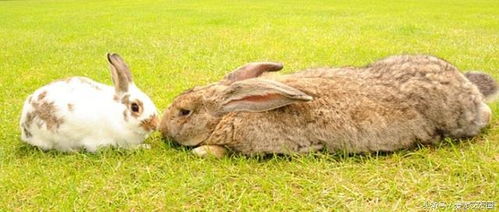 吉尼斯纪录世界最大的兔子,养一只要付出多少代价 