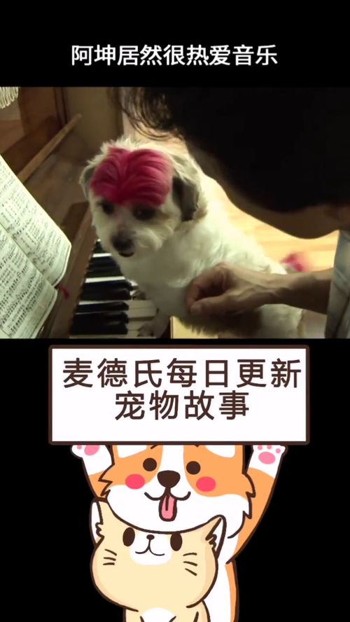 宠物 热爱音乐的狗狗你们见过嘛 生活宠物 