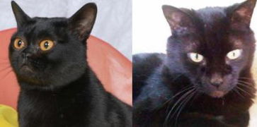 黑猫和摩羯座的区别？黑猫和摩羯座的区别在哪(黑猫搭配)