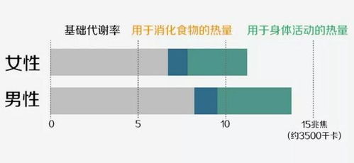 男人为什么新陈代谢快