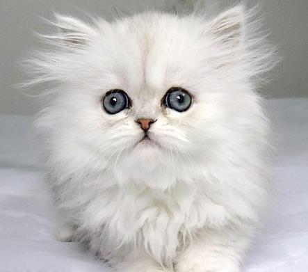最早的纯人工培育的猫咪,金吉拉猫,你喜欢它吗