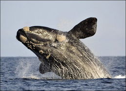 气候变化或导致露脊鲸捕食行为改变 