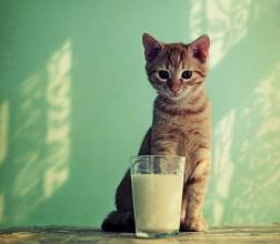 猫喝牛奶后拉肚子怎么办 猫喝牛奶为什么会拉肚子 