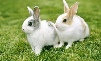 什么东西可以毒死兔子,兔子爱玩什么东西,兔子炖什么东西好吃