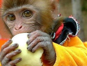 猴子爱吃什么东西