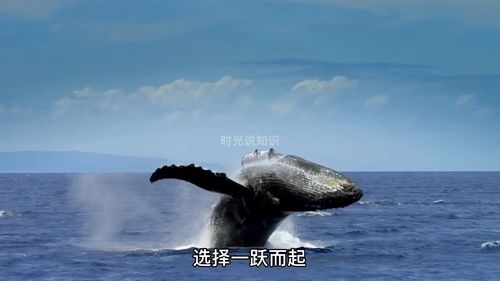 鲸的死亡,为什么被称为鲸落 鲸落对海洋会有怎样的影响 