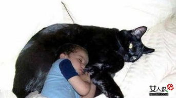 乌克兰巨猫被封世界第一巨猫 高大如牛眼神阴森令人毛骨悚然 2