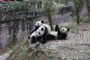 成都的大熊猫繁殖基地坐什么公车可以去