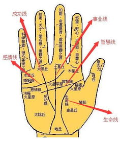 桃胡风水堂 手相中那几条线的作用和吉凶