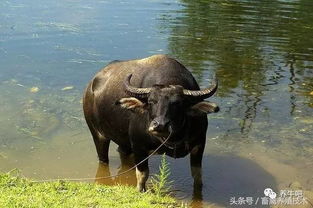 世界著名水牛品种介绍,中国水牛凭实力上榜 