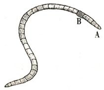 蚯蚓是我们人类的好朋友,我们应该好好保护它们.如图是蚯蚓的外形图,请据图作答 1 结构B是蚯蚓的 