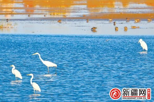 甘泉堡湿地数百白鹭舞秋色 