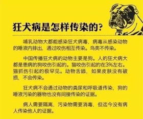 科普知识 致死率几乎100 科学预防狂犬病,你必须知道这些 