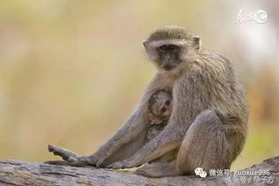 属猴人的一生一世 尤其是1968年49岁的,看完谁说不哭