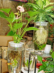 哪些水培植物的根比较好看 适合放在高一些的容器内养. 