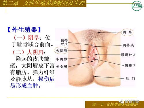 女性生殖系统解剖仪 搜狗图片搜索