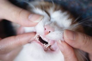猫咪是有26颗牙齿呢 还是有30颗牙齿呢 你真的知道吗