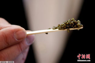 走进鱼子酱工厂 揭秘一罐鱼子酱的诞生过程 