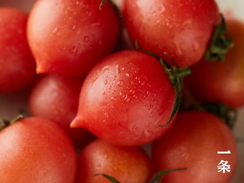 漳州春桃小番茄,外形似桃 酸甜多汁,一口脆嫩爆浆