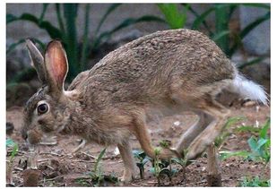 杂交野兔可以散养吗,野兔养殖需要多大场地