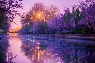 免费 海棠花溪,北京春天最美的地方 要去赶紧