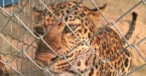 泰国女子养豹子当狗上街溜,称豹子做了手术需要运动,吓坏邻居 