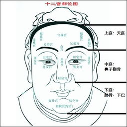 面相的天庭和地阁在哪 