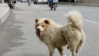 长沙养犬管理条例 草案 公开征求意见