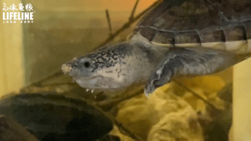室内龟屋系列 萨尔文巨蛋龟饲养的水温 水质 水深经验详解