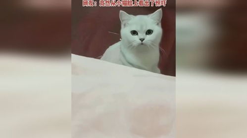 懂猫的出来解释一下 视频来源