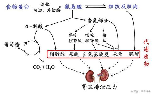 什么 站在食物链顶端的男人居然也痛风