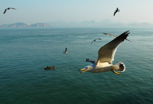 黑尾海鸥 