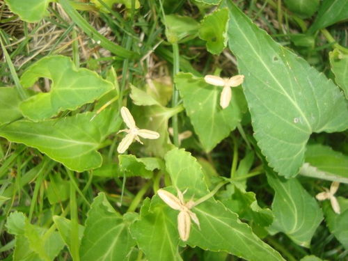 照片中野生植物叶子尖三角形,开三瓣淡红色花,请问植物名 