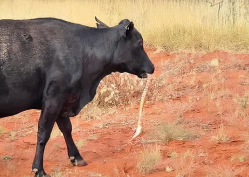 澳一头黑牛嘴里咬着一条沙蟒,黑牛还咀嚼吞食,可能咀嚼微量元素