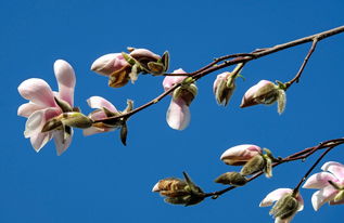 花什么月什么——探寻古诗词中的梦幻意象，花什么月什么古诗大全