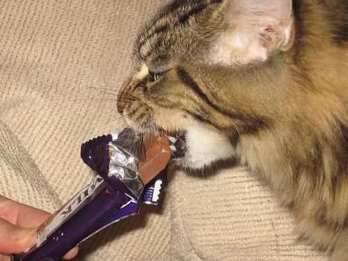 巧克力的香甜让人爱不释口,对猫也是极具诱惑,猫可以吃巧克力吗