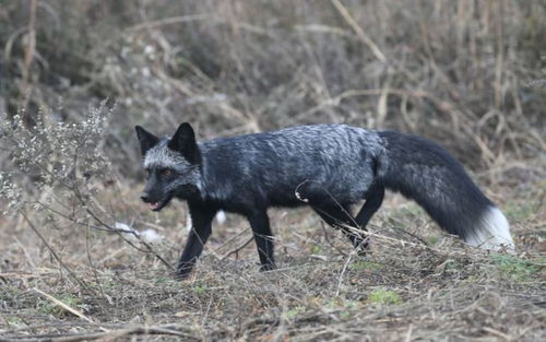 罕见银黑狐现身北京,专家 这不是好事,或威胁当地狐狸生存