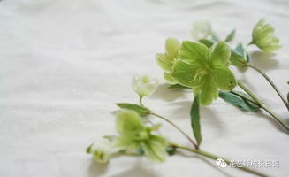 绿菟葵 绿色可爱的草本植物,花语却是刺