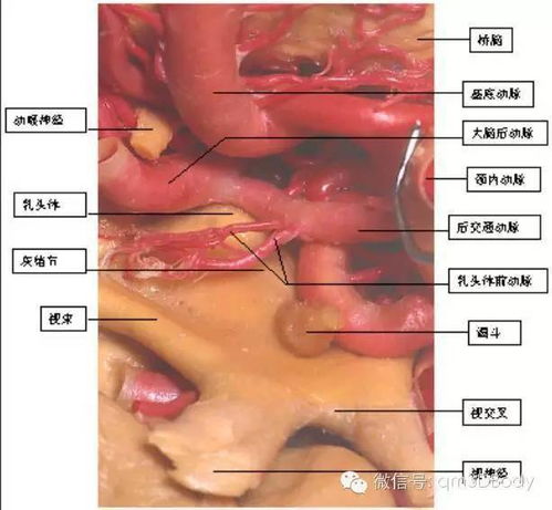 下丘脑垂体解剖图 搜狗图片搜索