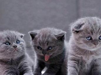 图 高价上门收购各种宠物猫 收蓝猫,虎斑,渐层,加菲等 北京宠物猫 