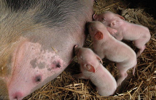 母猪咬仔的原因及预防方法