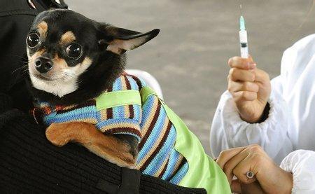 给小狗打狂犬疫苗,注射小狗的什么部位 