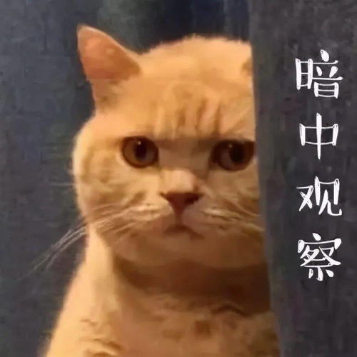 我家猫又抽搐了 我就知道它又做梦了...