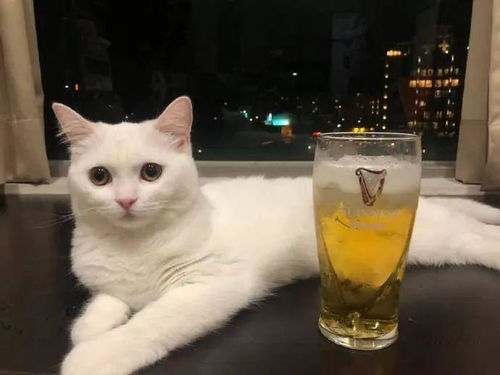 铲屎官把啤酒放在猫咪身边,猫咪闻了闻,醉了 