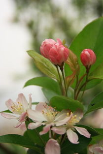 西府海棠是单叶还是复叶？
