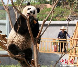 四川阆中饲养员与大熊猫 抢 塑料瓶 吁游客勿乱投食 